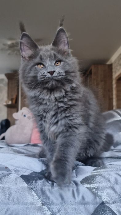 Мейн-кун котёнок