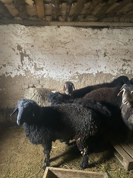 Ассаламуаликум қошқарлар бар