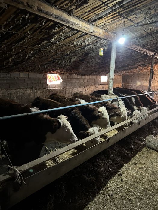 Бука бiр жасарлар