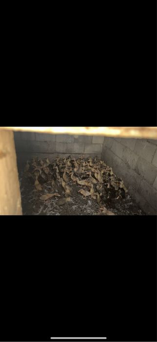 Утята башкирские