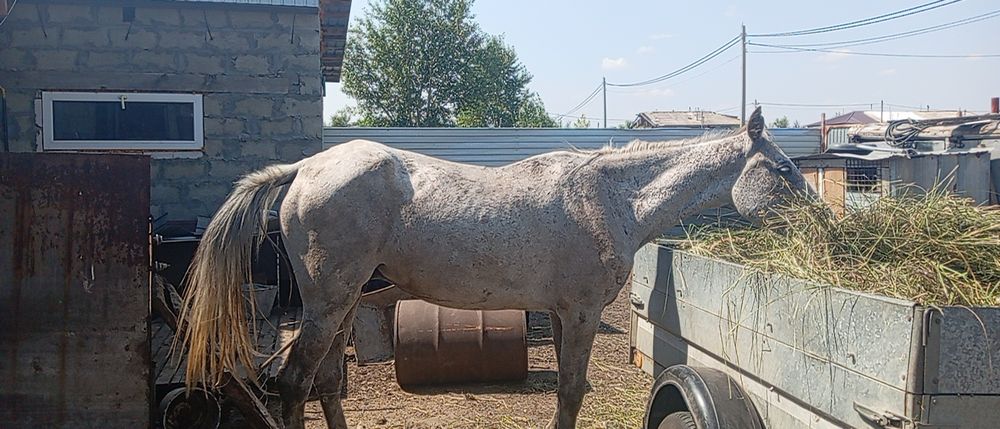 Продам кобылу не жерёбую почти год стоит дома