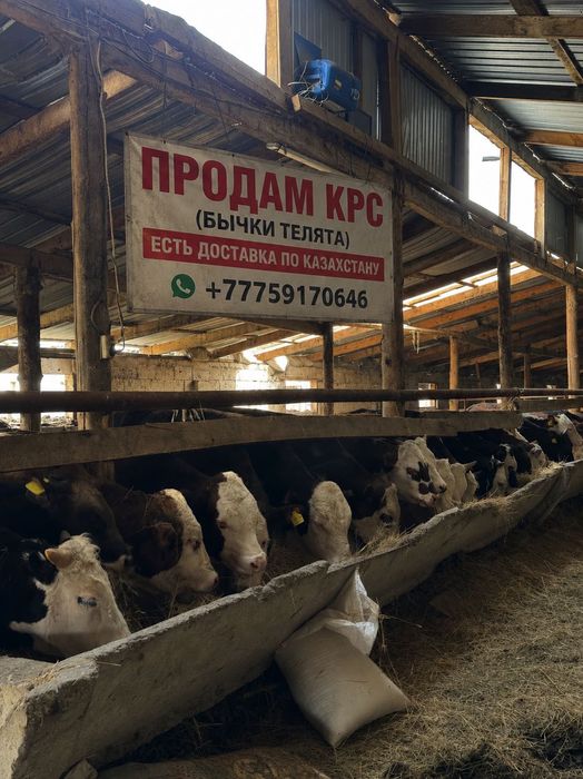 Быки телята КРС бычки разные породы есть!