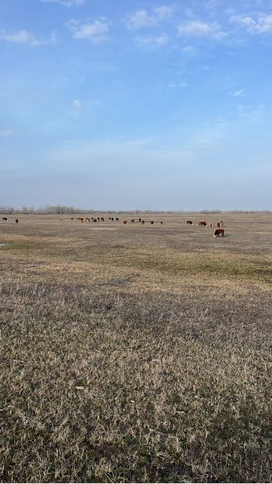Уй кора малымен сатылады