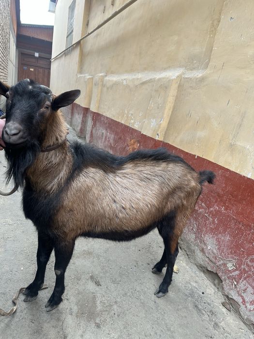 Erkak Alpen echkisi sotiladi narxi kelishiladi