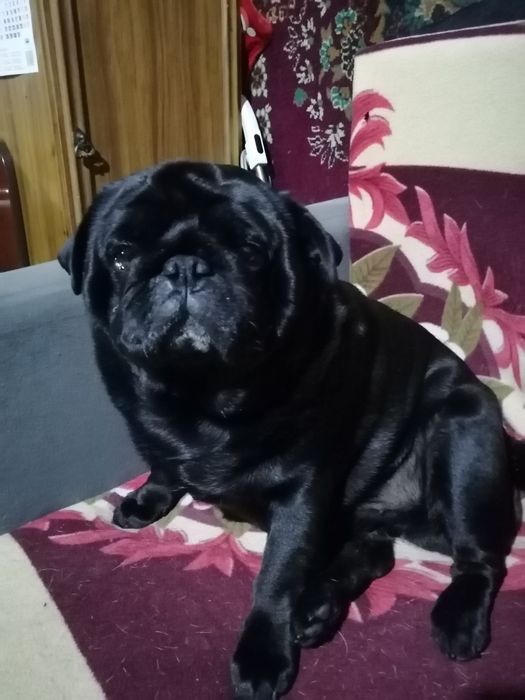 Продам щенков мопса