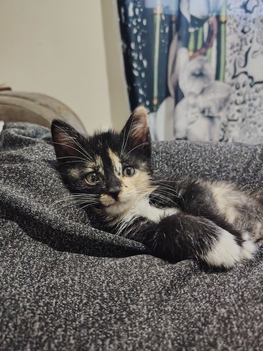 Отдам даром котенка