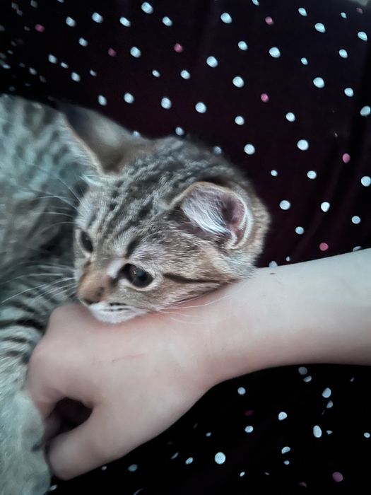 Отдам в добрые руки котенка девочка