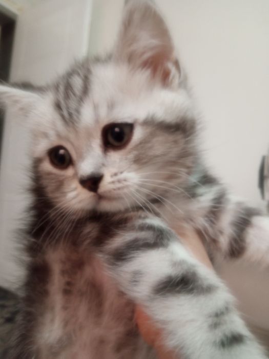 Сотилади британ мушукчалар!!!