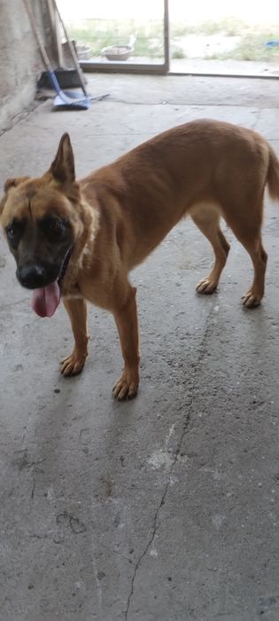 Ciobanesc belgian mălinos