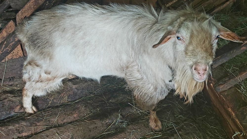 De vânzare țap sanen