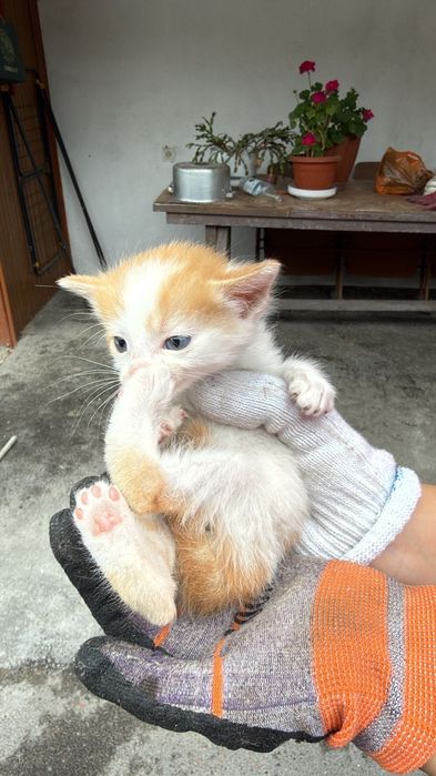 Котята маленькие