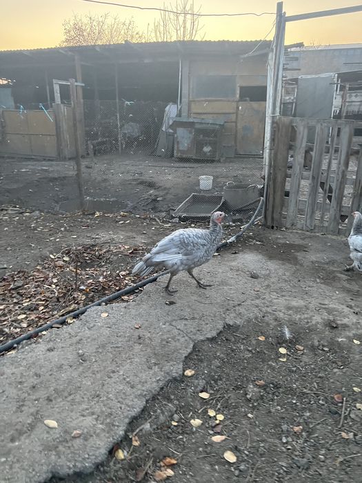 Индюшка аспидная