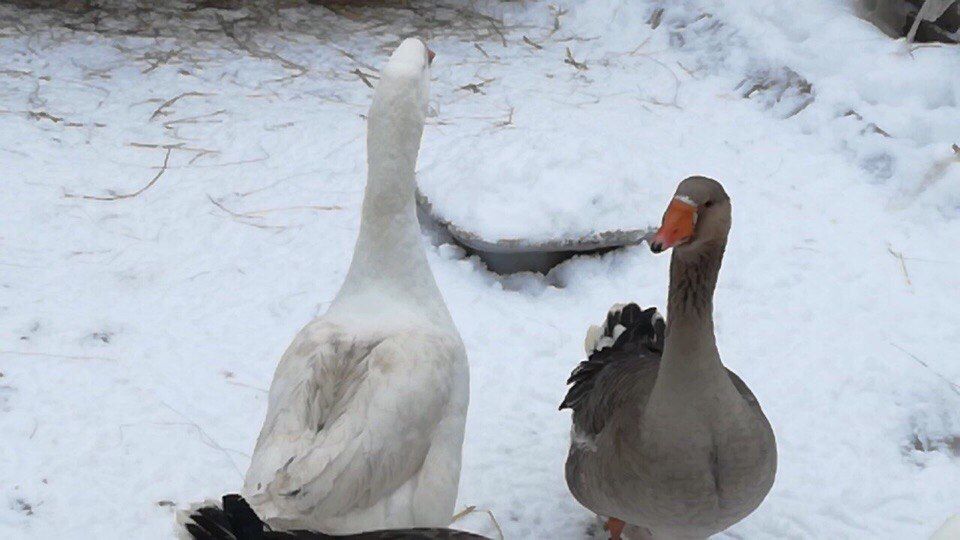 Гусиный жир домашний 100% натуральный