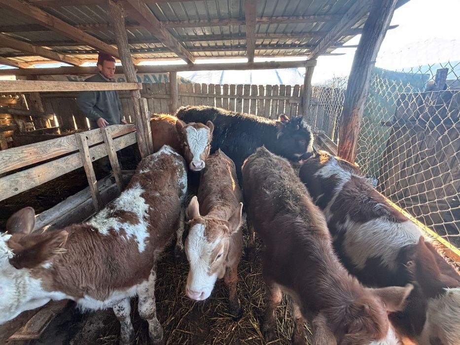 Vând șase viței de rasa