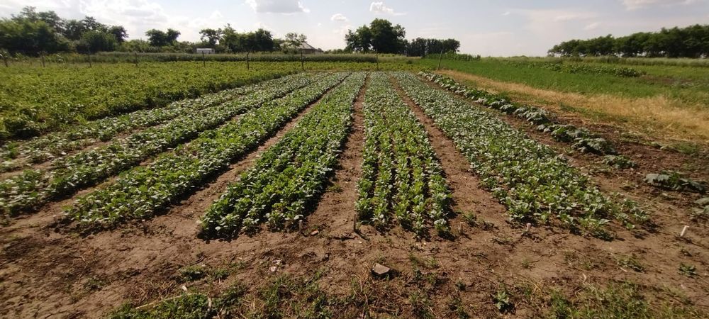 răsad varză de Buzău de vânzare 0.50 bani firul