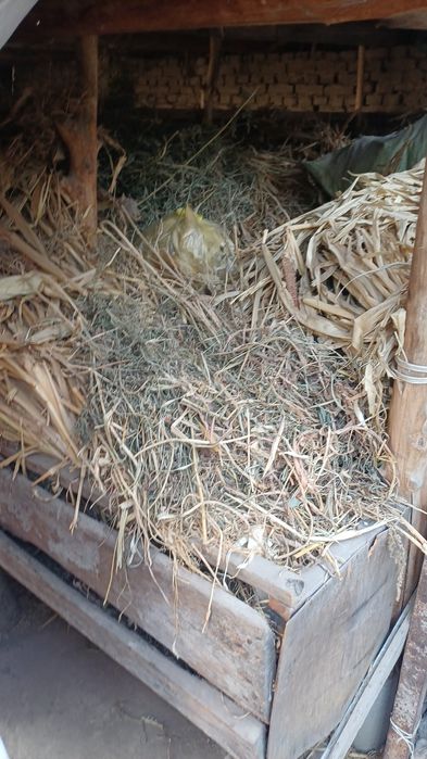 Жухори Хашаги сотилади. Узимиз экан хосилдан олинган жухори хашаги.