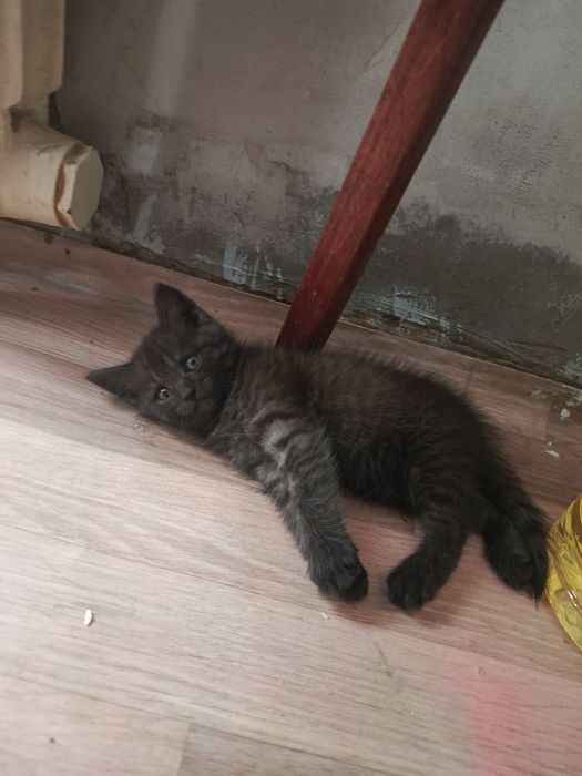 Котёнок девочка ищет дом
