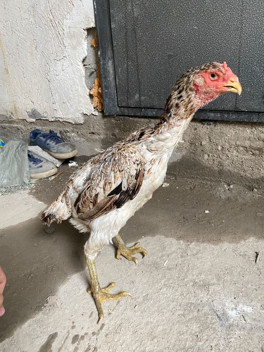 Продам дакан  куриц
