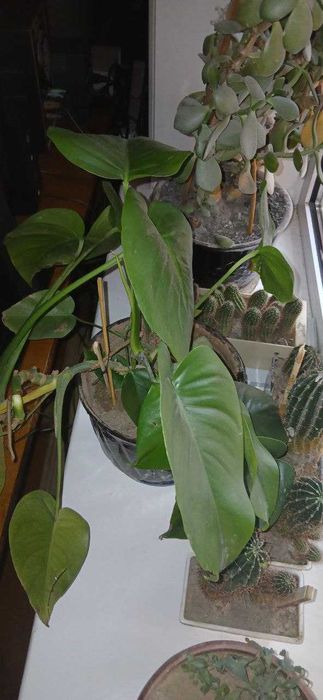 Цветы: филодендрон, шеффлер, фикус каучуконосный, спатифиллум