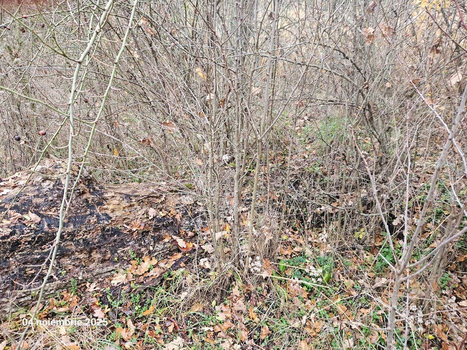 Tulpina de nuc bătrân de vânzare. Sat Pietroșani, județul Argeș.