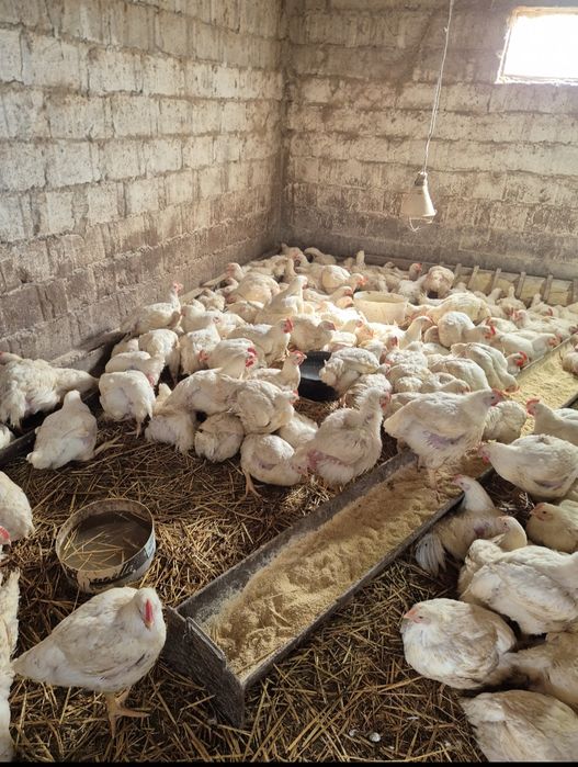 Pui De Carne Crescuți în Gospodărie