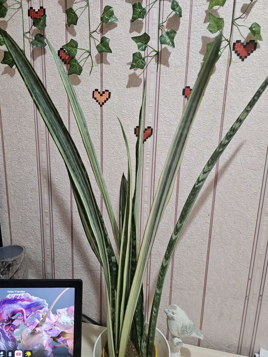 Сансевиерия (Сансевьера).Комнатные цветы.