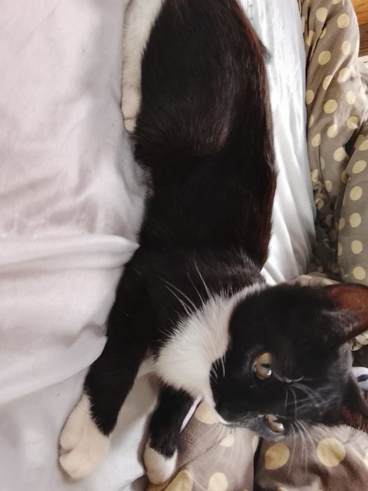 Котятки отдам в добрые руки