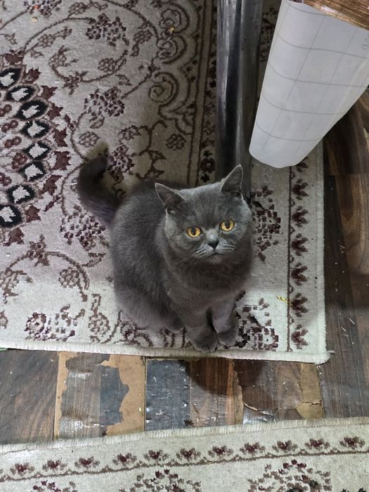 Продаётся кошка British Shorthair