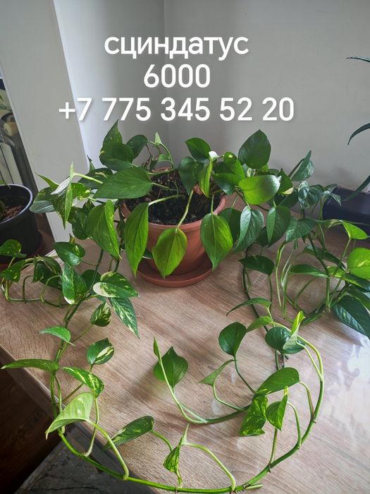 Комнатные растения