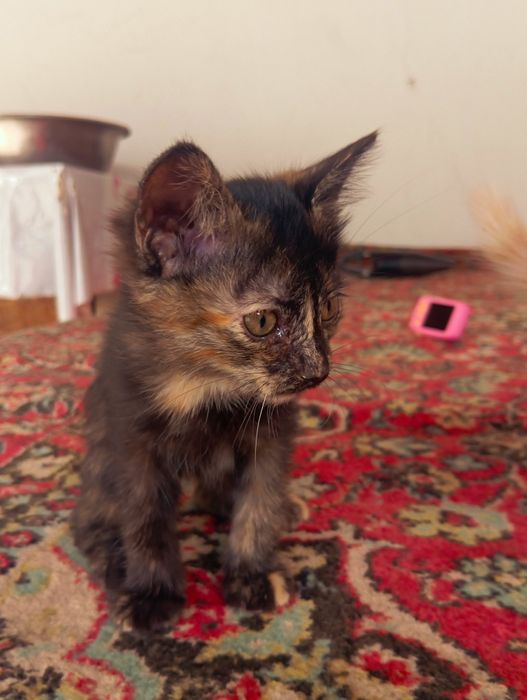 Котята бесплатно