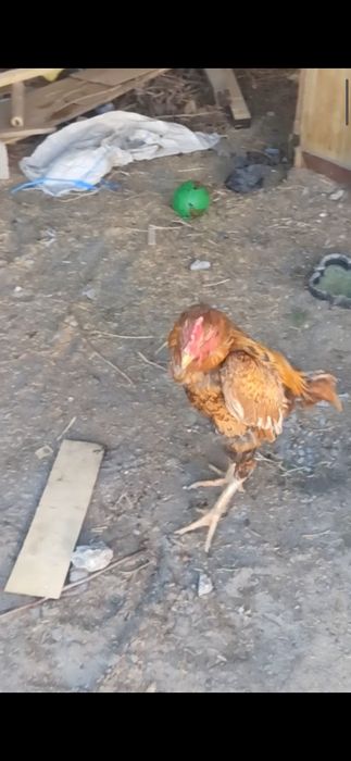 Бешкилога якин лимон