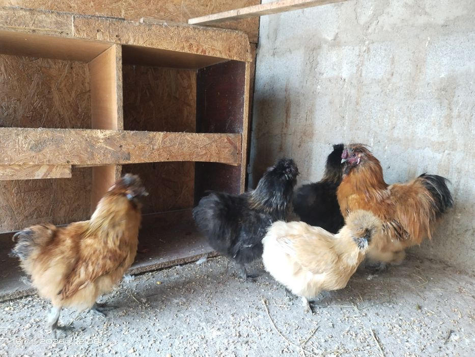 Продам китайских шёлковых петушков молодые