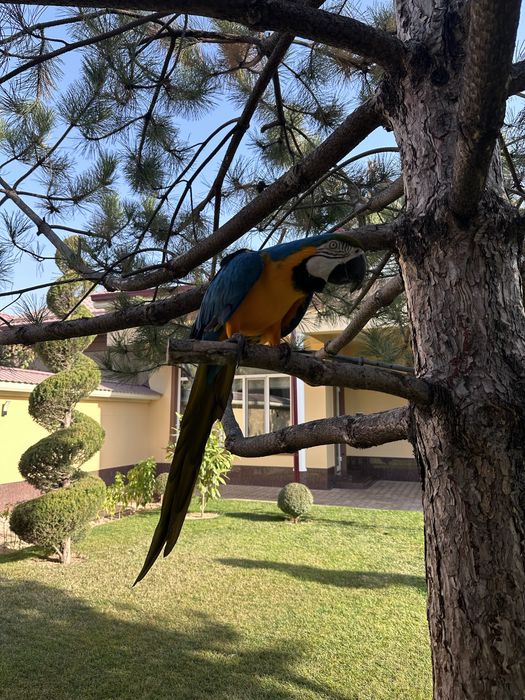 Синий Жолтий АРА сотилади 4 ёш мода, ручной, гапиради.