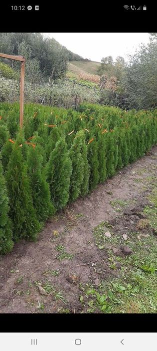 Tuia smarald poze 100 % reale citiți anunțul cu atenție