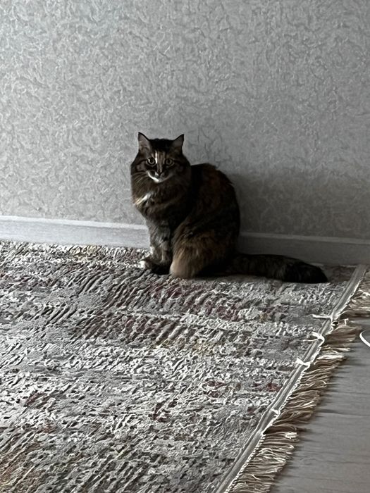 Отдам кошку в хорошие руки