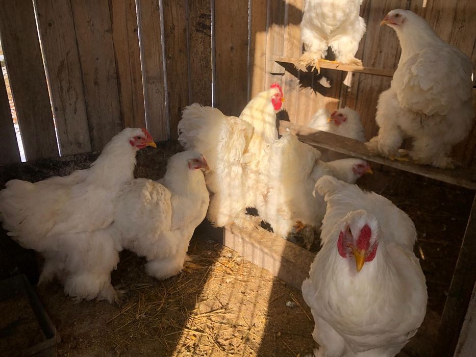 Oua incubator rase mare deosebite