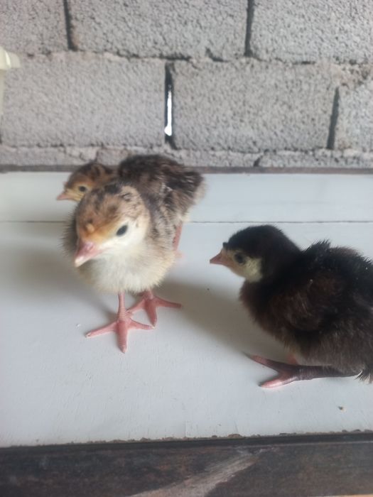 Курка жӯжаси сотилади