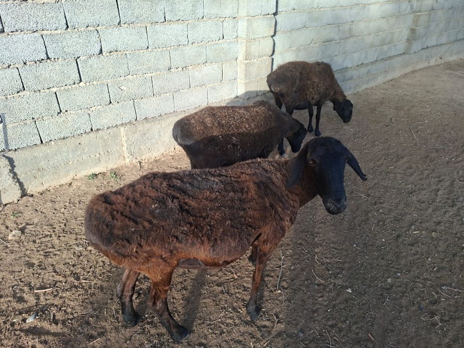 Бойдақ қойлар сатылады