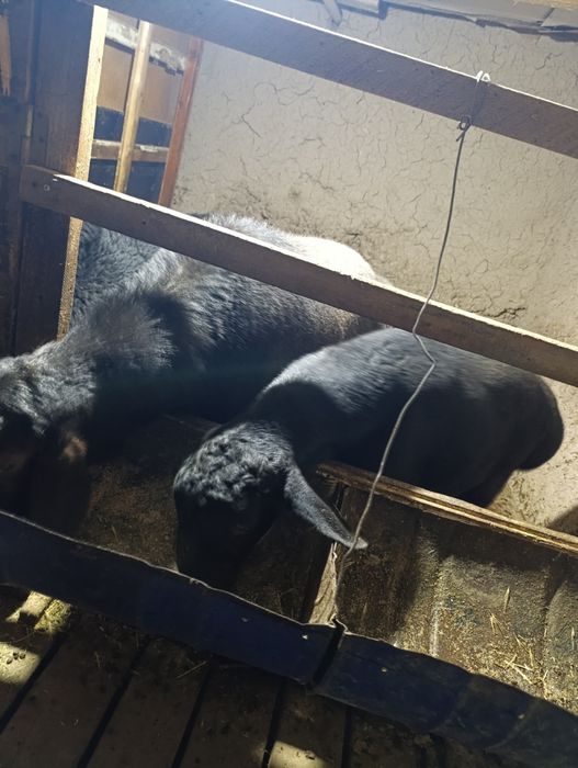 Boqishga qo'chqor кучкор