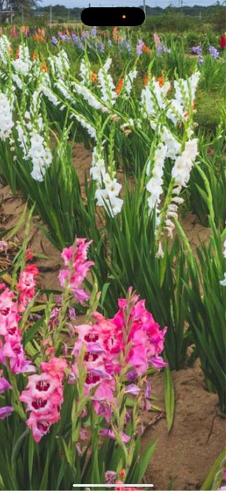 Bulbi de gladiole irisi crini narcise lalele bujori