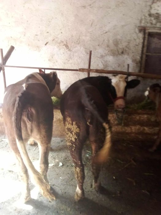 Vând vițele  de 300 kg bucata preț 5500 bucata preț negociabil