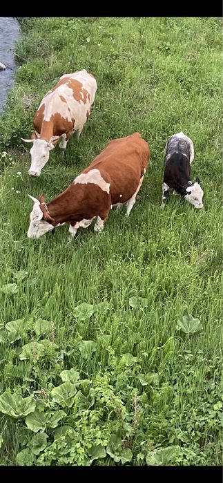 Vand vaca baltata romanesca