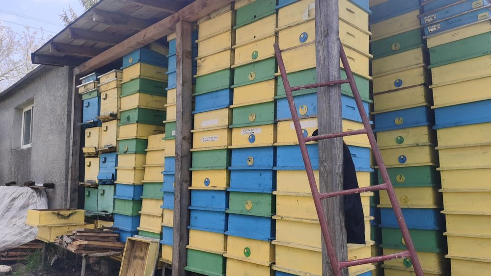 Продавам кошери даданблат 10 рамкови + магазини!