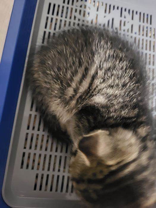 Домик  для  кота