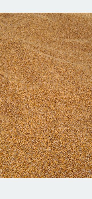 Porumb de vanzare 1,20kg