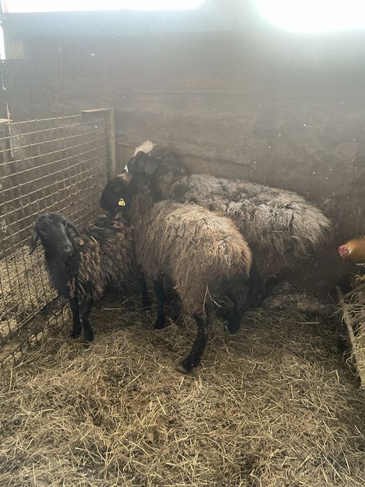 Продам баранов , ярочки