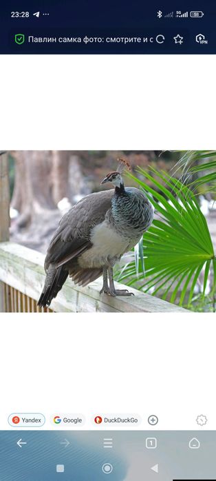 Павлины самки 2 штуки несут яйца срочна продаю