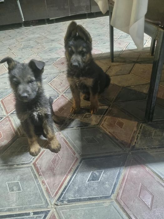 Немецкие овчарки