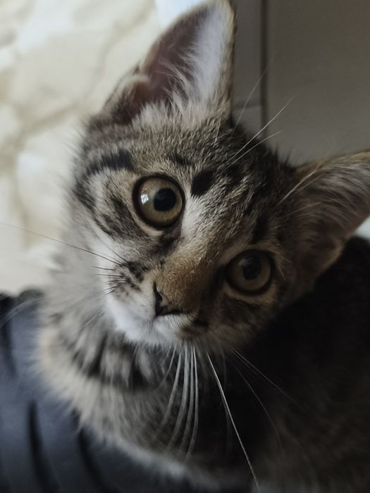 Котенок в добрые руки