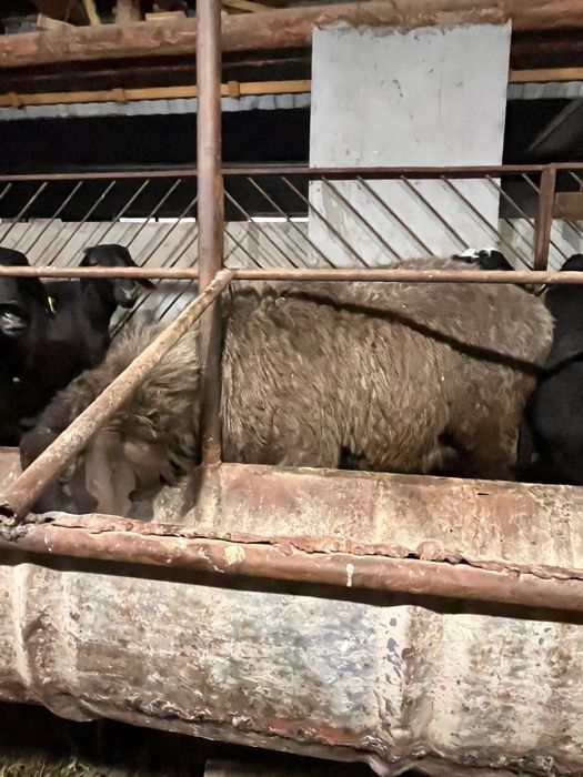 Қошқар қой тоқты